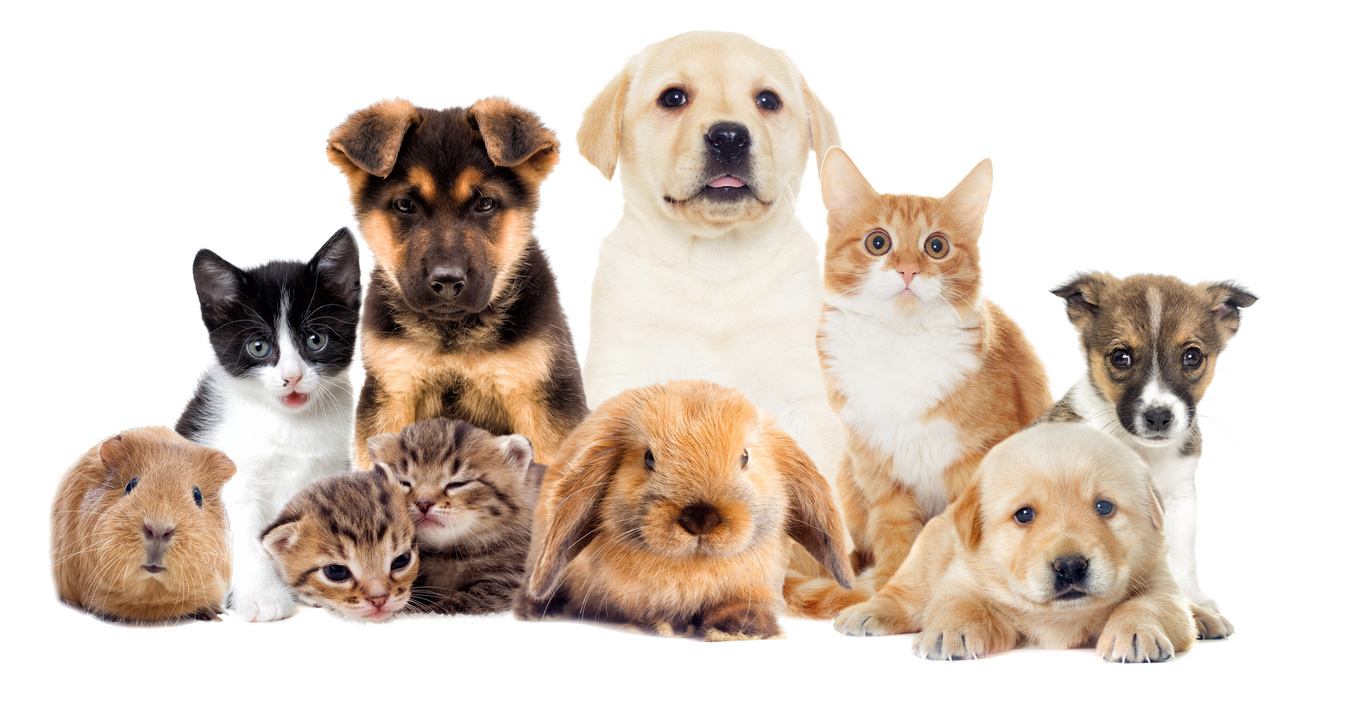 Pets